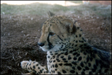 Cheetah resting in the shade.