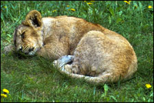 Lion cub sleeping peacefully.