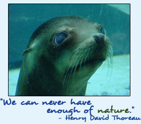 Seal underwater.