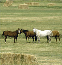 Wild horses on the land.
